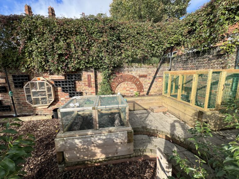 Brick-walled garden with dense ivy, wooden raised beds, and wire cages for small animals.