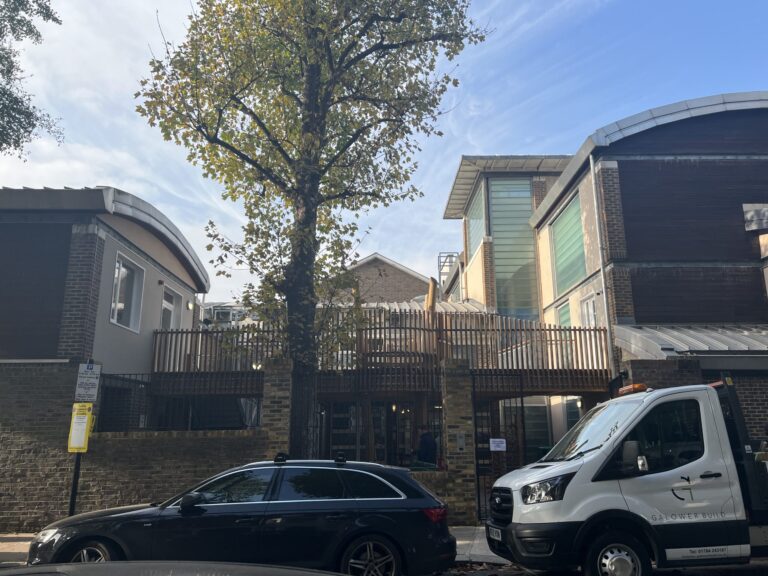 Tree rising between two brick apartment buildings, with a black metal fence in the foreground and parked cars along the street on a sunny day.